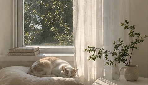 A cat sleeping by a sunlit window with books and plants
