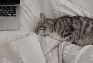 A cat resting beside a planner